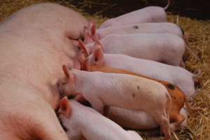 European Breeding pigs