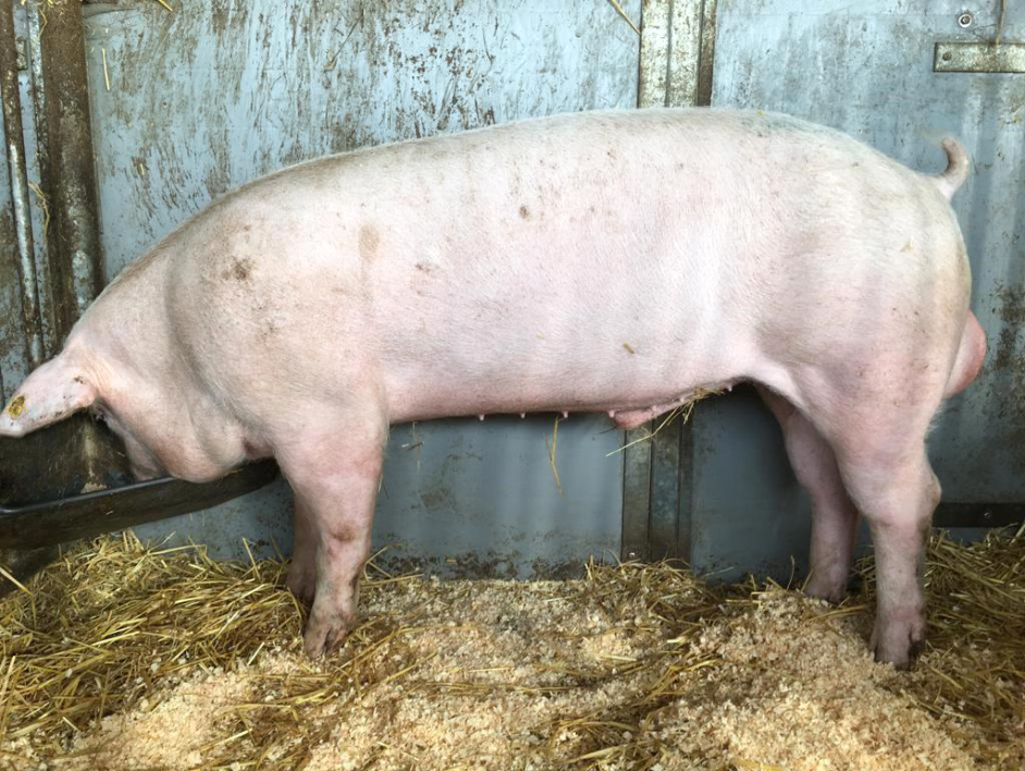 Boar A21L9765