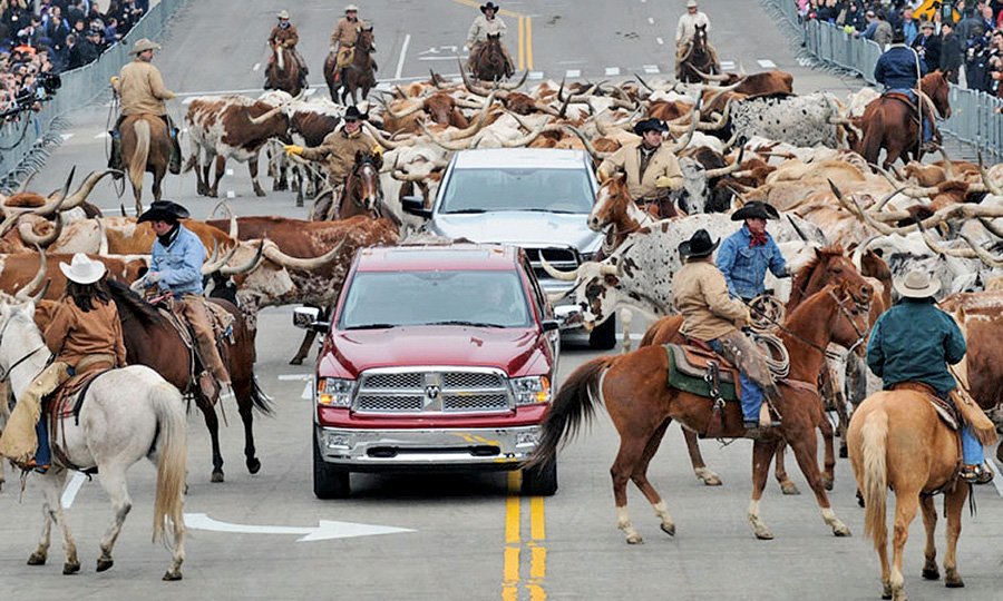 Ram cattle drive at the 2008 Detroit auto show